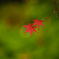 紅い手のひら