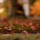 苔に紅葉
