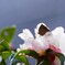山茶花にムラサキシジミ