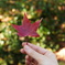 近所で紅葉狩り