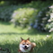 木陰。。。