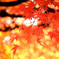 紅に染まる