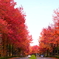 紅葉狩り