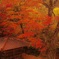 ひっそり紅葉染まる