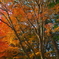 昨年の紅葉