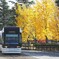 富山市電の紅葉