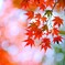 森の紅葉～赤城自然園6