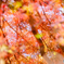 水の中の紅葉