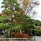 Healthy autumn walk in Shirotori teien