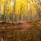 Pond in the autumn