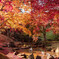 2024年紅葉2