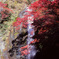 紅葉の箕面滝