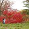 紅葉撮影