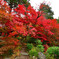 安泰山大國寺の紅葉は見頃!!