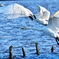 Swans in Shinjiko 2024 - 28