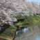 小貝川の桜（福岡堤） by toshi