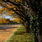 私の散歩道 by toshi