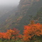 別子ラインの紅葉
