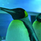 ペンギン