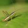 grasshopper