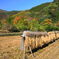 山間の水田