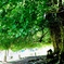 神の宿る木