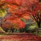 紅い道を