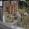 野生の猿の毛繕い