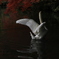 白鳥の舞