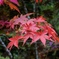 紅葉①