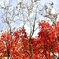 Autumn walk in Shiratori teien garden