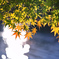 水面に揺れる淡い紅葉