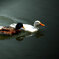 NIKON D70_20090412