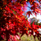 紅葉