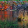 観音沼の紅葉