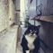 alley cat 2