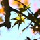 紅く紅くな～れ～ⅲ