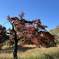今年の紅葉は