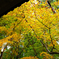 京都紅葉(2)