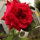 華