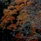 紅浪