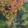 1000033141　もみじ　紅葉　2