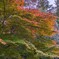 1000033133　紅葉　もみじ　3