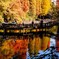 井の頭公園の紅葉