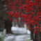 ♪Tombe La Neige♪