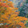 秩父の紅葉
