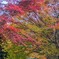 1000033197　もみじ　紅の装い