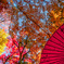 和傘と紅葉と
