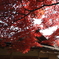 紅葉に浸る