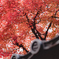 綺麗で元気な紅葉